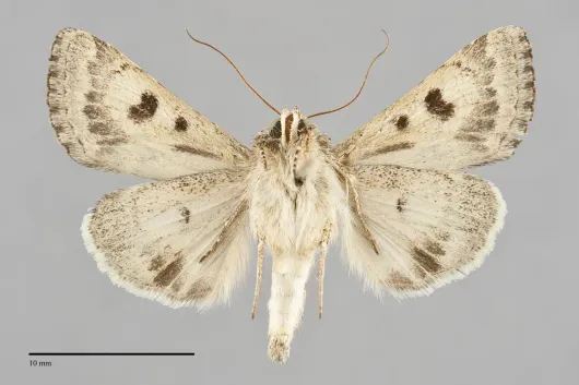 Schinia crotchii