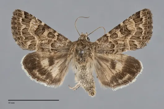Schinia crotchii