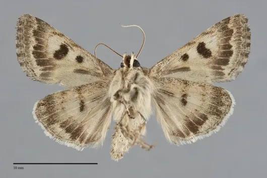 Schinia crotchii