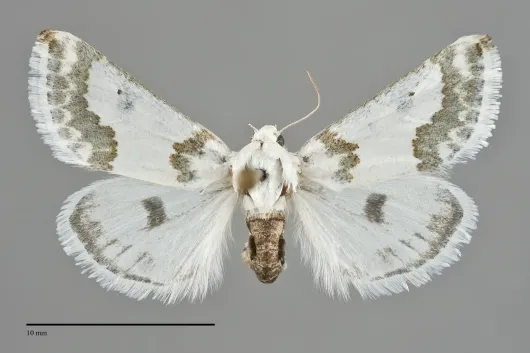 Schinia cumatilis