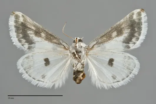 Schinia cumatilis