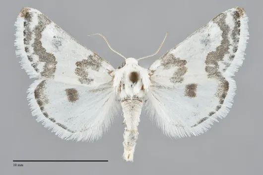 Schinia cumatilis