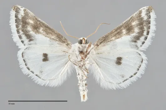 Schinia cumatilis
