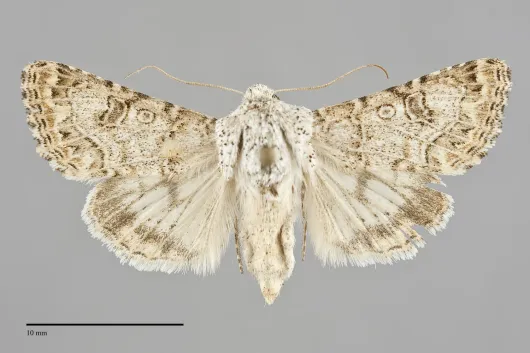 Schinia deserticola