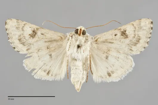 Schinia deserticola