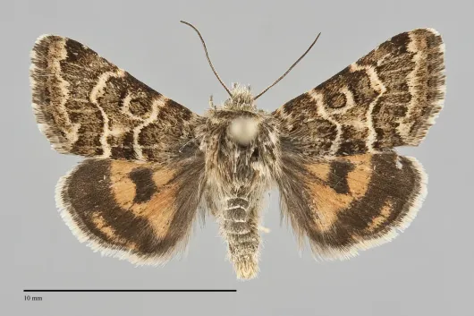 Schinia edwardsii