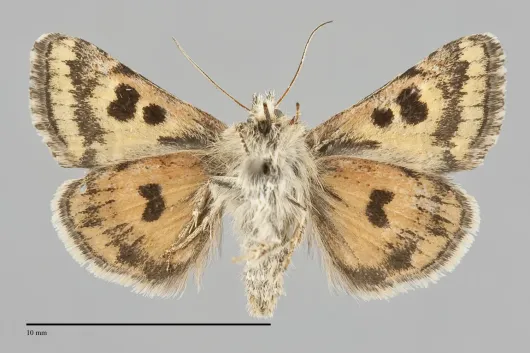 Schinia edwardsii