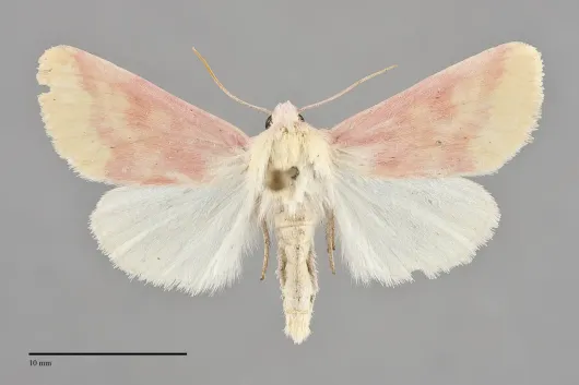 Schinia florida