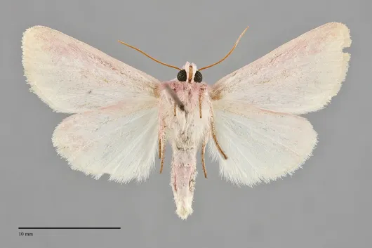 Schinia florida