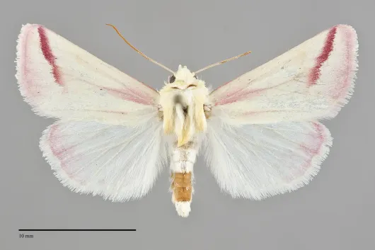 Schinia gaurae