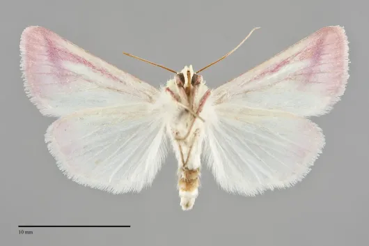 Schinia gaurae