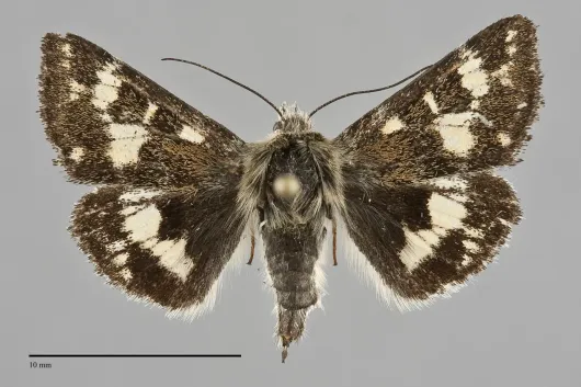 Schinia honesta