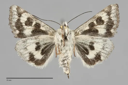Schinia honesta
