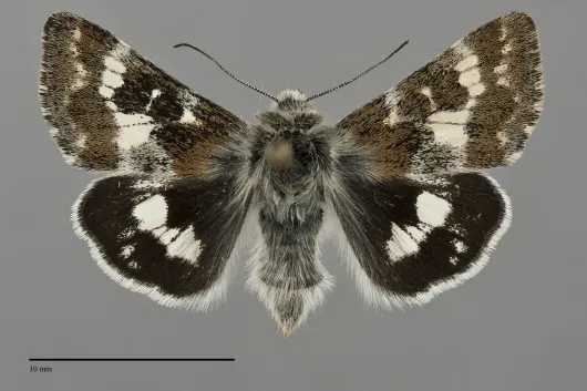 Schinia honesta