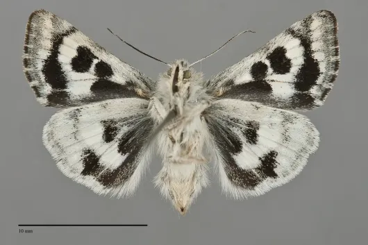 Schinia honesta