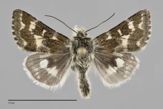 Schinia intermontana