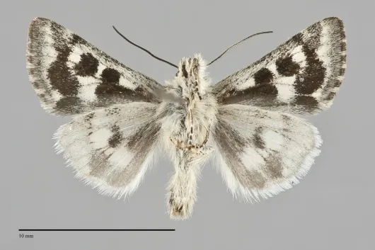 Schinia intermontana
