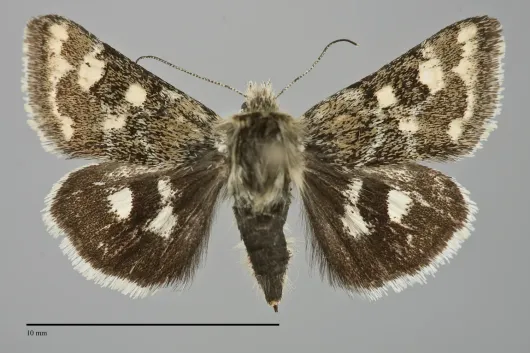 Schinia intermontana
