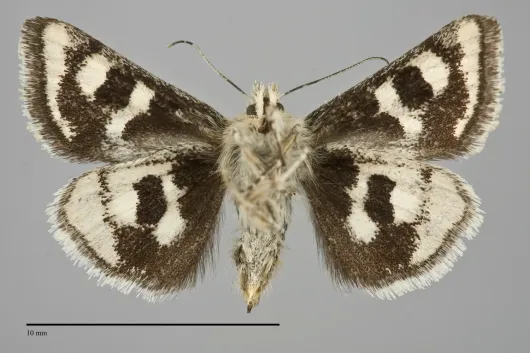 Schinia intermontana