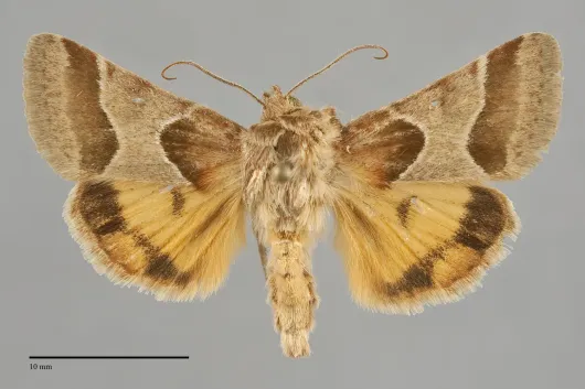 Schinia jaguarina