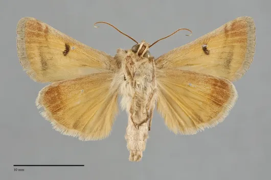 Schinia jaguarina