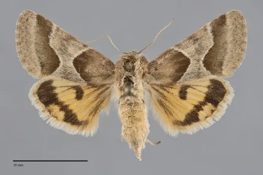 Schinia jaguarina