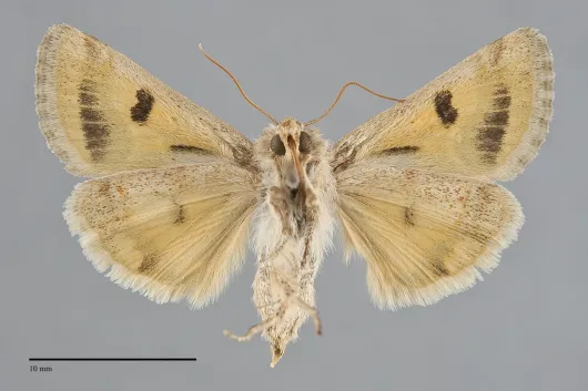 Schinia jaguarina