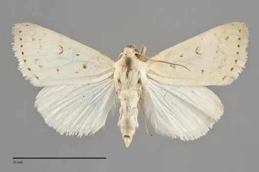 Schinia luxa