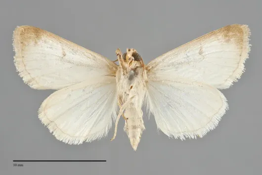 Schinia luxa