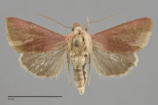 Schinia lynda