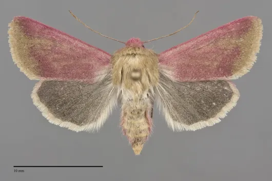 Schinia lynda