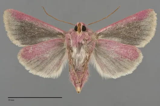 Schinia lynda