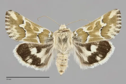 Schinia meadi