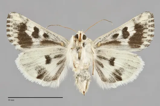 Schinia meadi