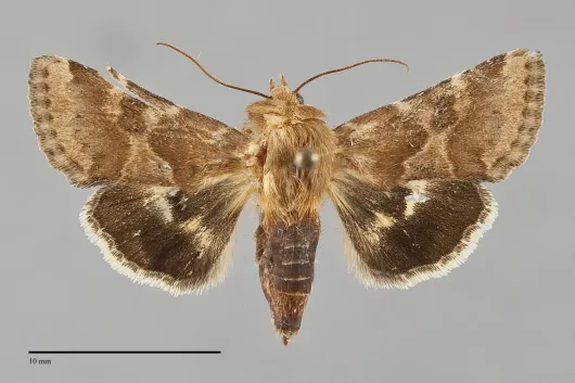 Schinia mortua