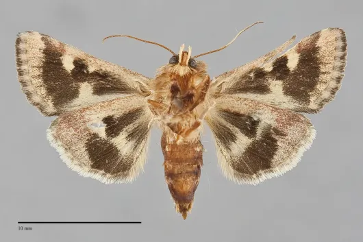 Schinia mortua