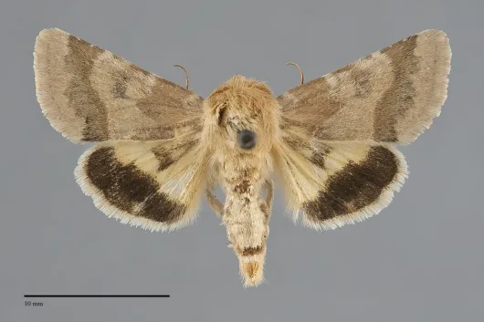 Schinia mortua