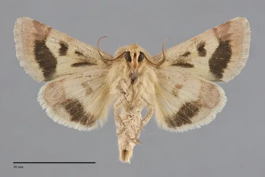 Schinia mortua