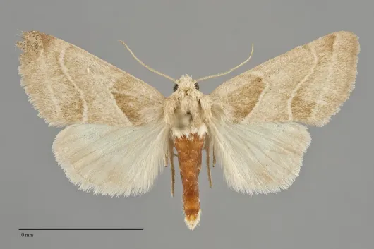 Schinia oleagina