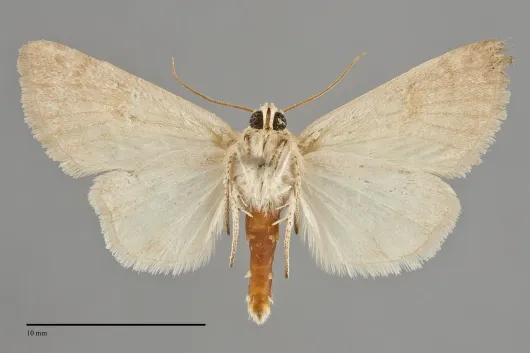 Schinia oleagina