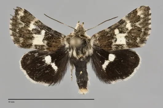 Schinia perminuta