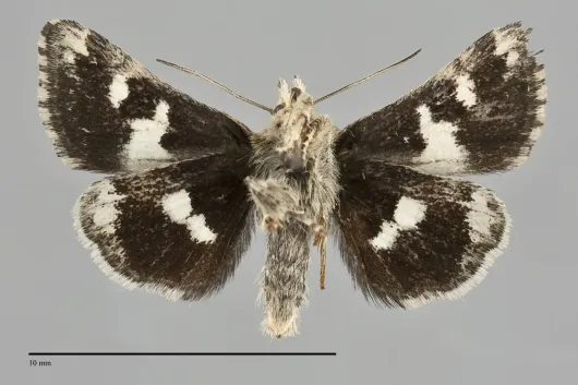 Schinia perminuta