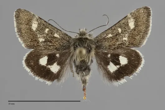 Schinia persimilis