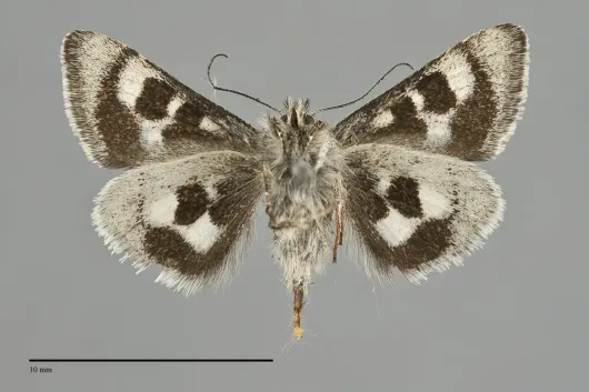 Schinia persimilis