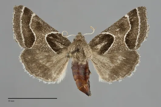 Schinia rivulosa