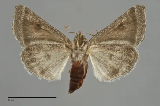 Schinia rivulosa
