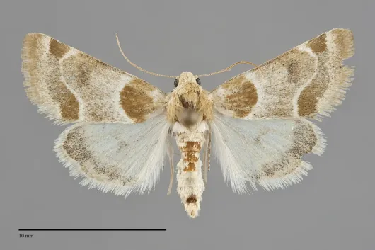 Schinia sexplagiata