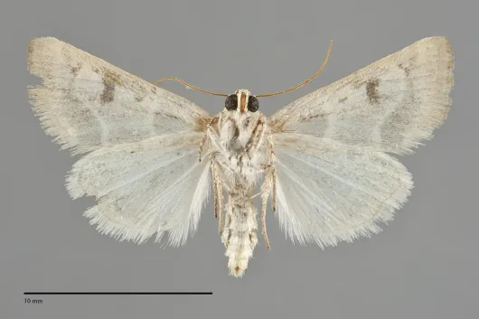 Schinia sexplagiata