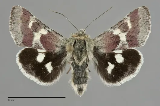 Schinia suetus