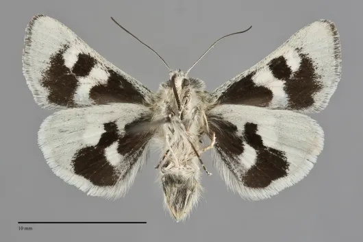 Schinia suetus